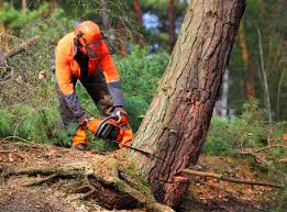 Professional Tree Removal Services in Lake Linden, MI